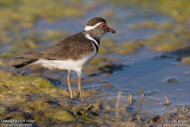 Three-banded Plover