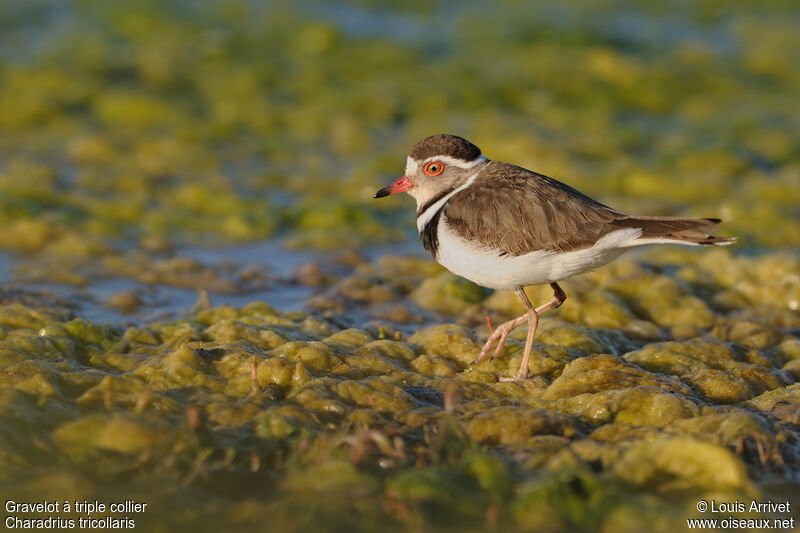 Three-banded Plover