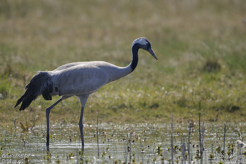 Common Crane