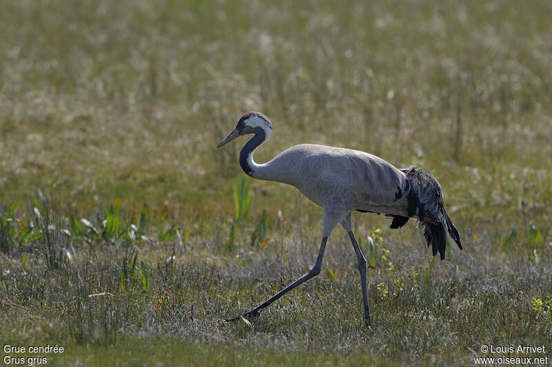 Common Crane