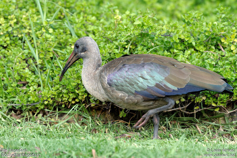 Hadada Ibis