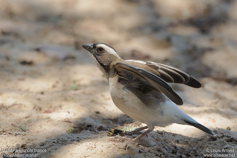 White-browed Sparrow-Weaver