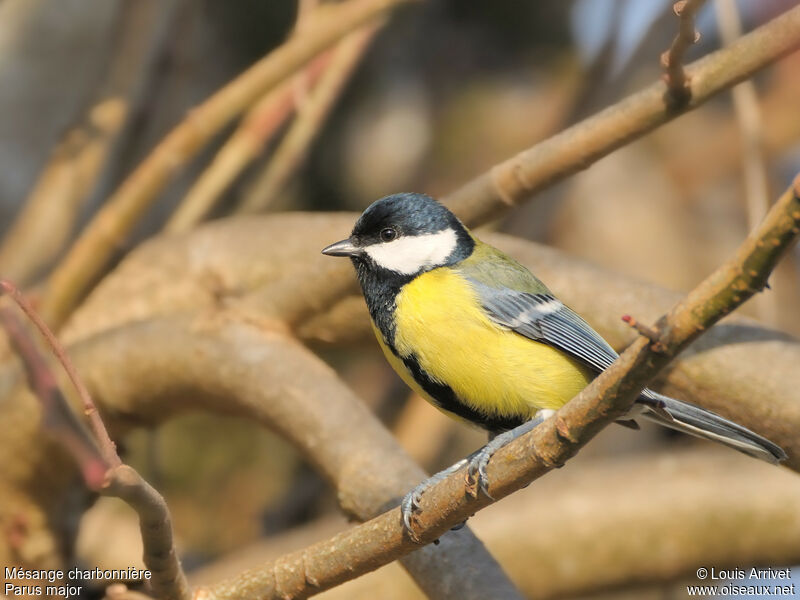 Mésange charbonnière