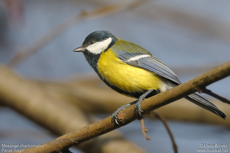 Mésange charbonnière