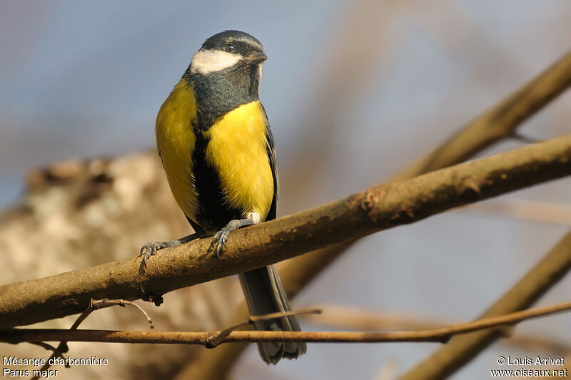 Great Tit