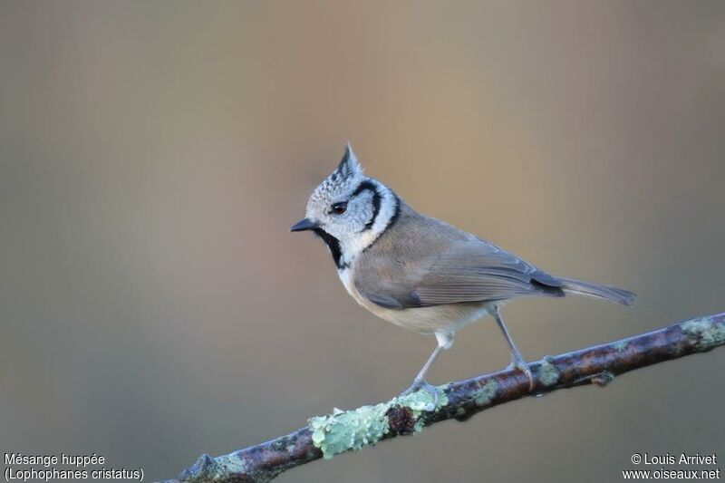 Mésange huppée