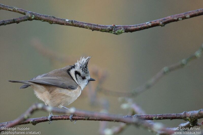 Crested Tit