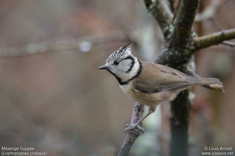 Crested Tit