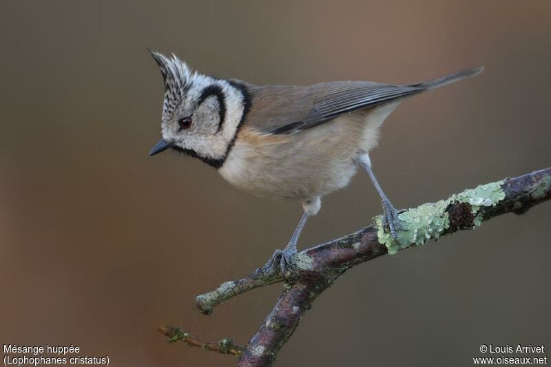 Crested Tit