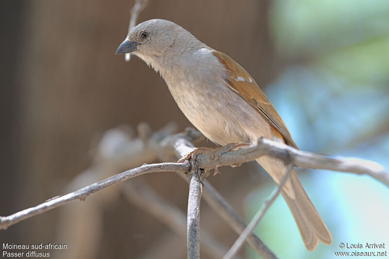 Southern Grey-headed Sparrow