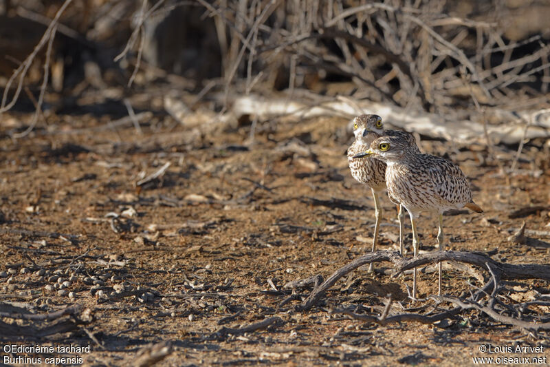 Spotted Thick-knee