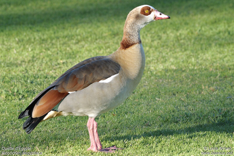 Egyptian Goose