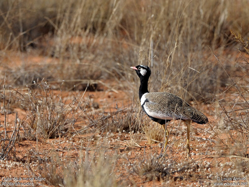 Northern Black Korhaan