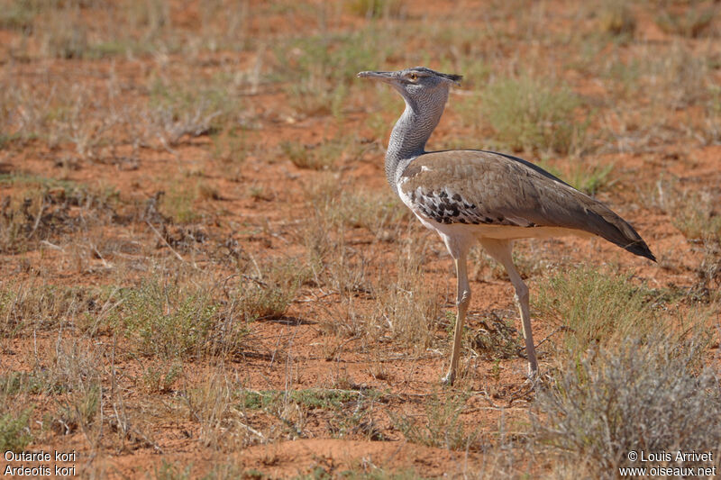 Kori Bustard