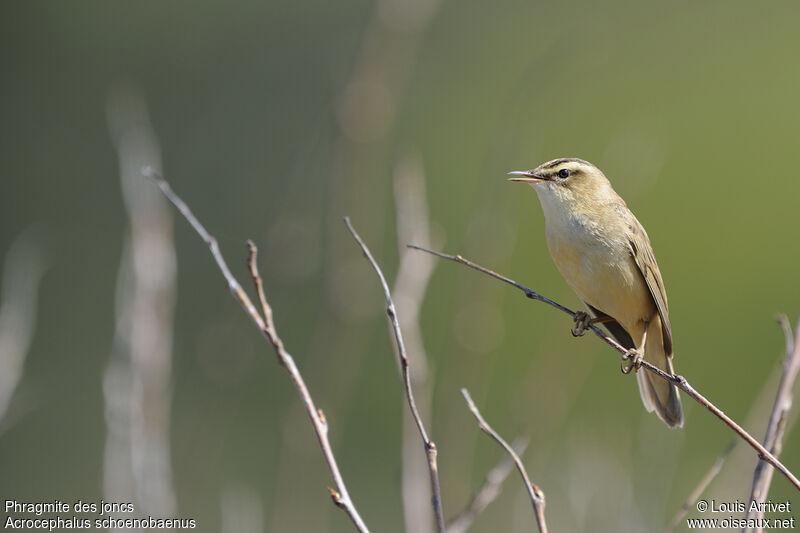 Sedge Warbler