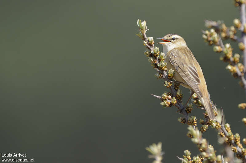 Sedge Warbler