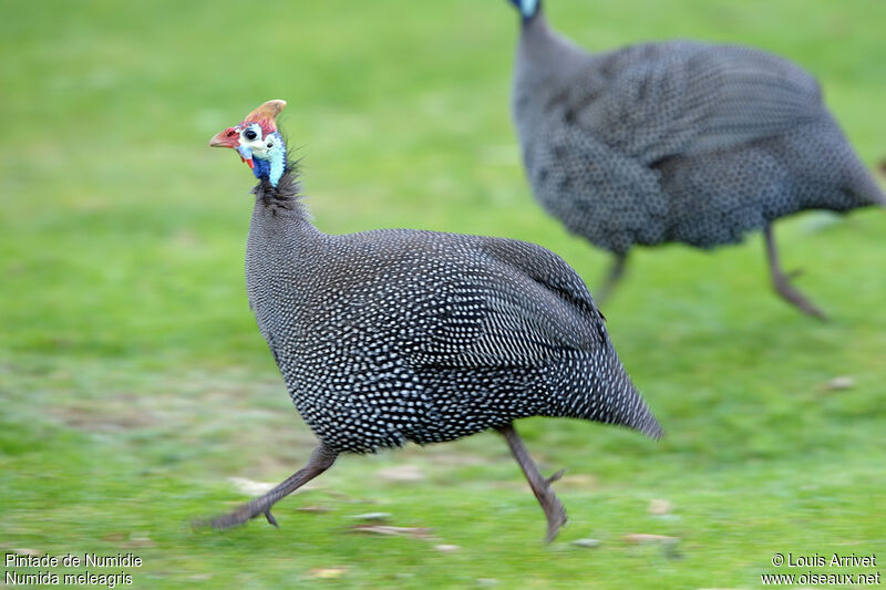 Helmeted Guineafowl