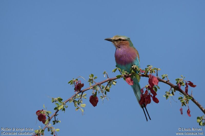 Lilac-breasted Roller