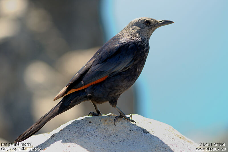 Red-winged Starling female