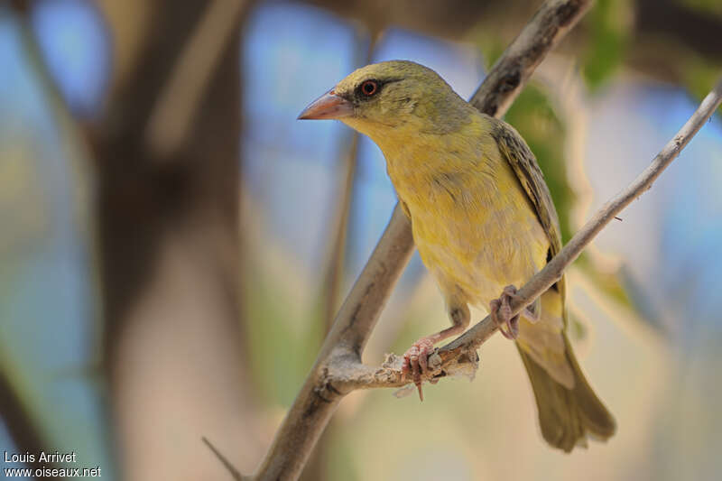 Southern Masked Weaver female adult, close-up portrait