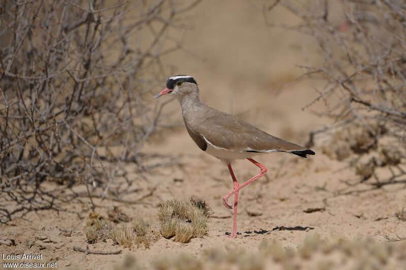 Vanneau couronnéadulte, identification