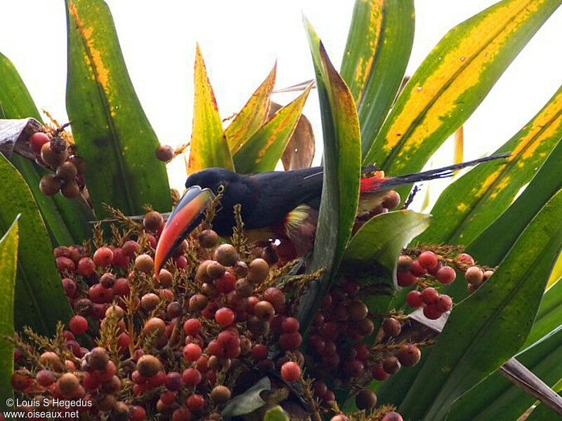 Fiery-billed Aracari