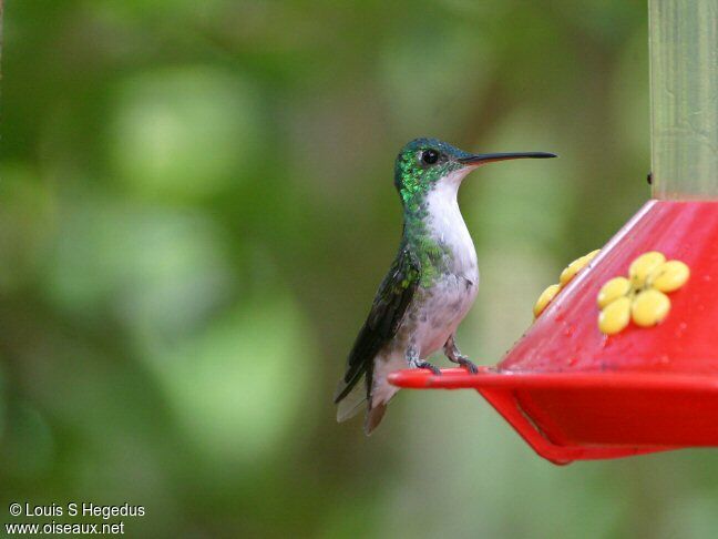 Andean Emerald