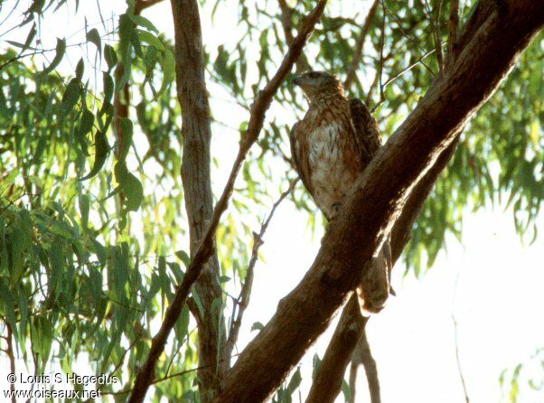 Red Goshawk