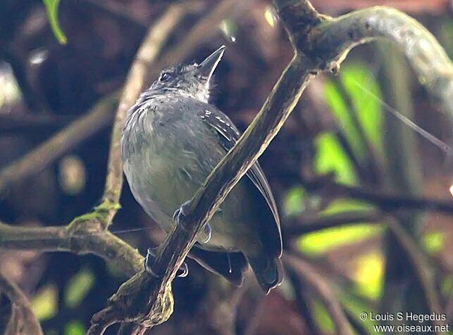 Spot-crowned Antvireo