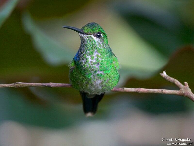 Green-crowned Brilliant