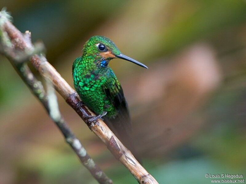 Green-crowned Brilliant