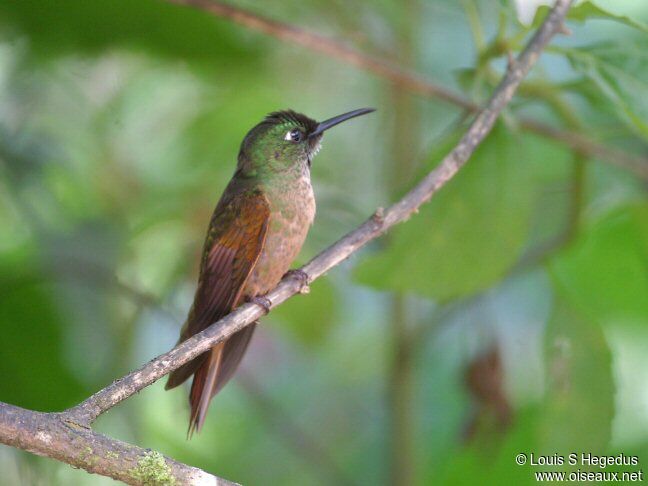 Fawn-breasted Brilliant