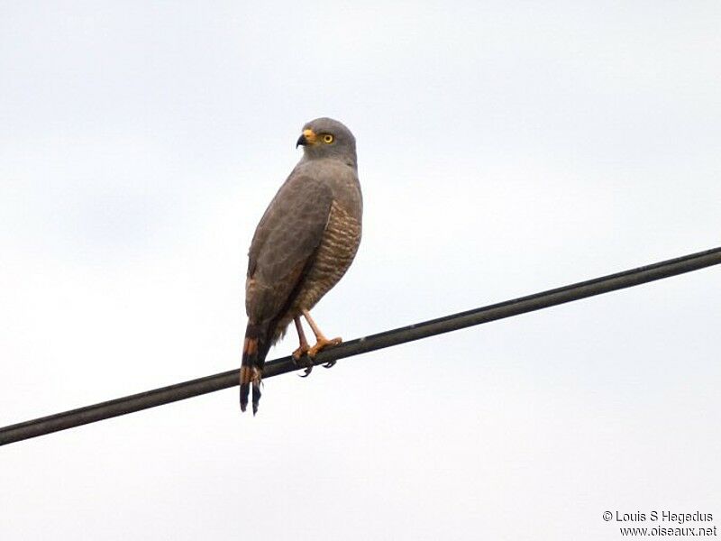 Roadside Hawk