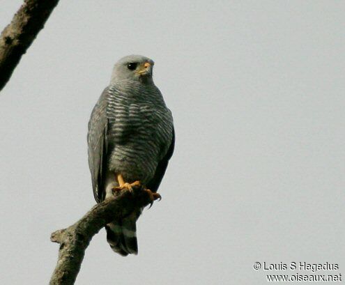 Grey-lined Hawk