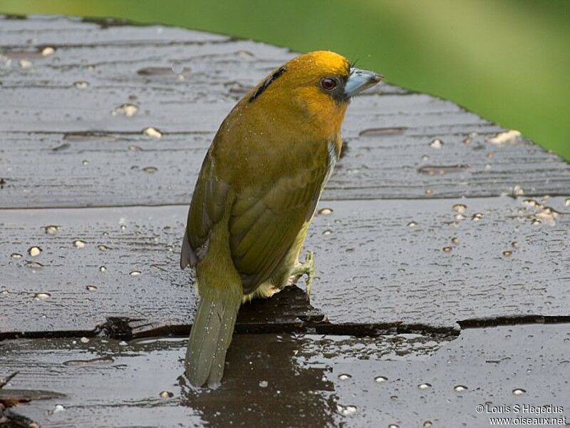 Prong-billed Barbet