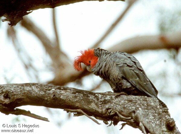 Gang-gang Cockatoo