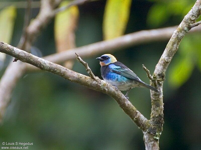 Golden-hooded Tanager