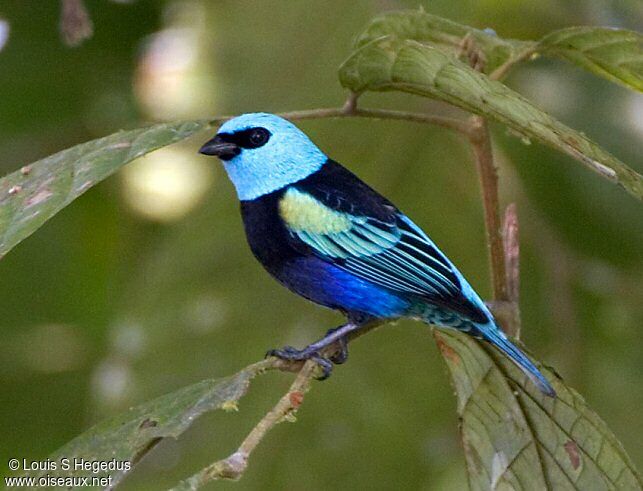 Blue-necked Tanager