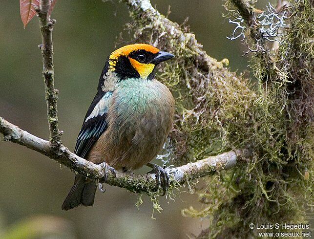 Flame-faced Tanager