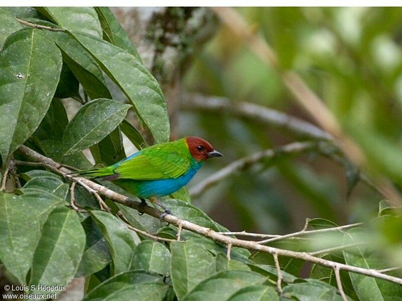 Bay-headed Tanager