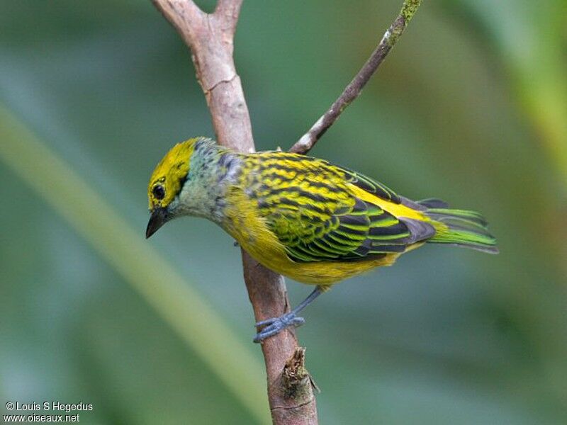 Silver-throated Tanager