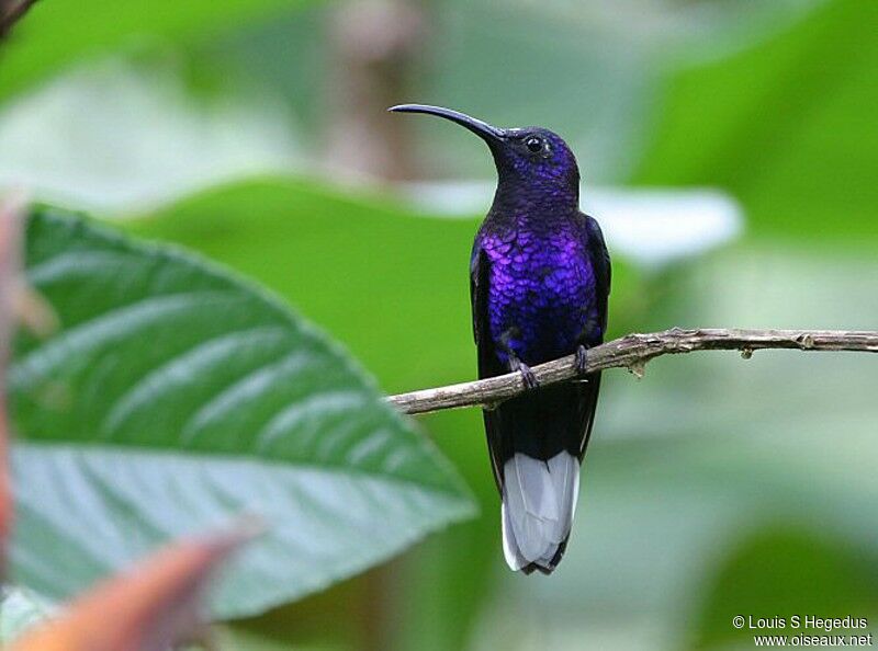 Violet Sabrewing