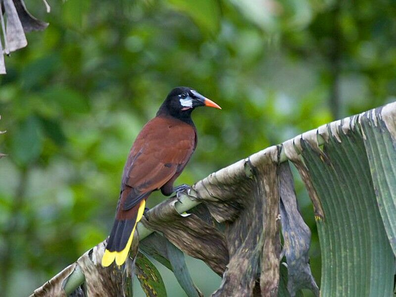 Montezuma Oropendola