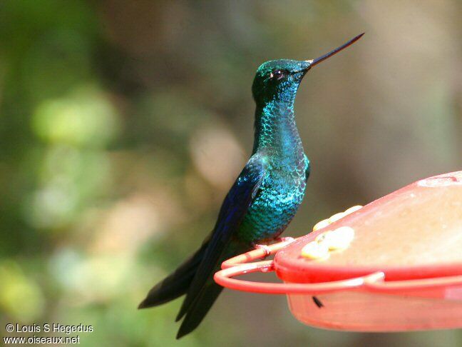 Colibri à ailes saphir