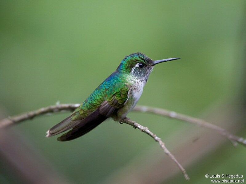 Colibri à gorge lilas