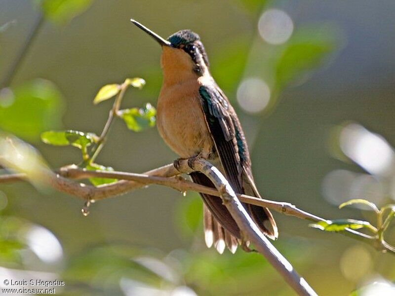 Colibri à gorge pourprée