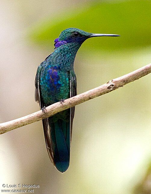 Sparkling Violetear