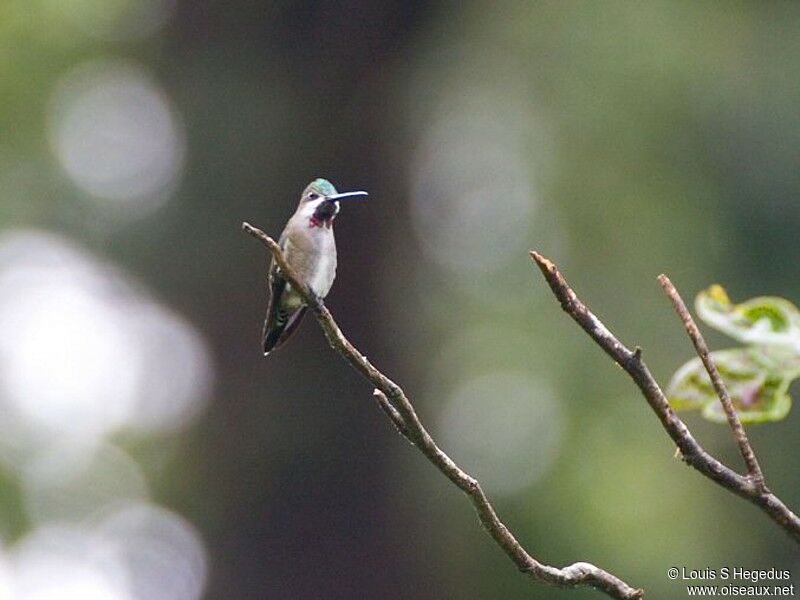 Long-billed Starthroat