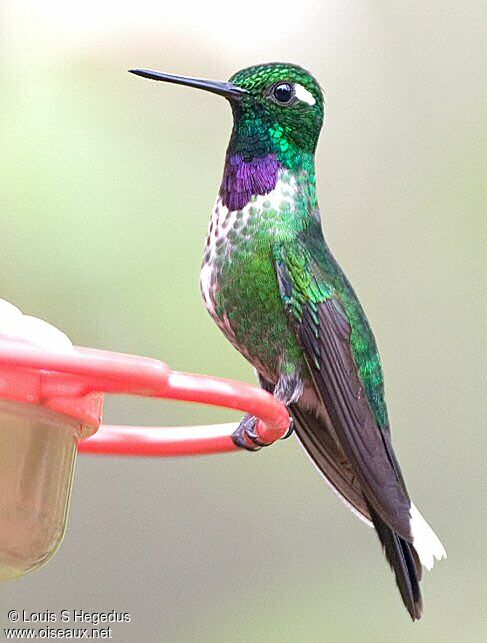 Colibri de Benjamin