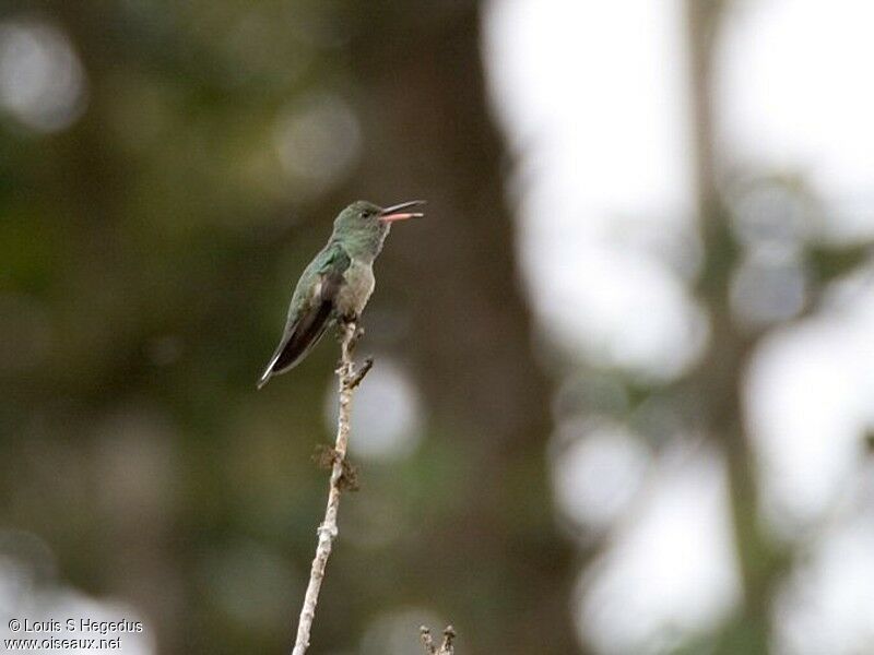 Scaly-breasted Hummingbird